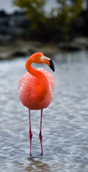 A portrait of a greater flamingo — Stock Photo, Image