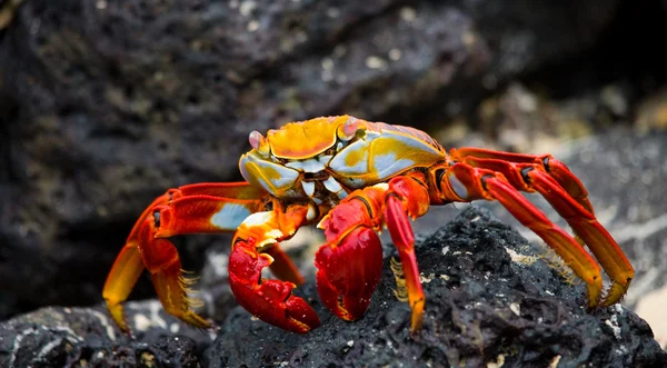 Crabe des pieds légers Sally — Photo