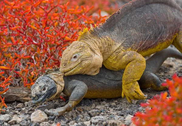 Iguana terrestre en las Islas Galápagos — Foto de Stock