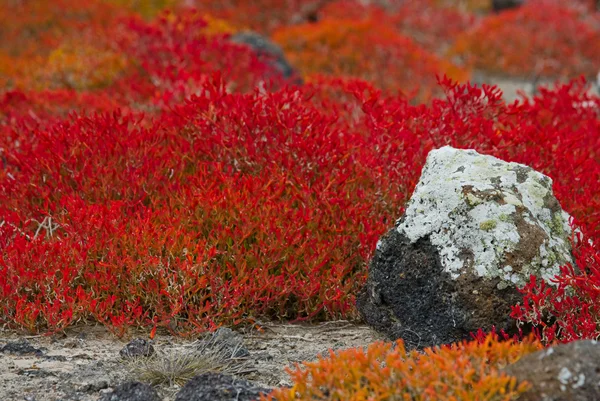 Sezuvium rojo en la isla . —  Fotos de Stock