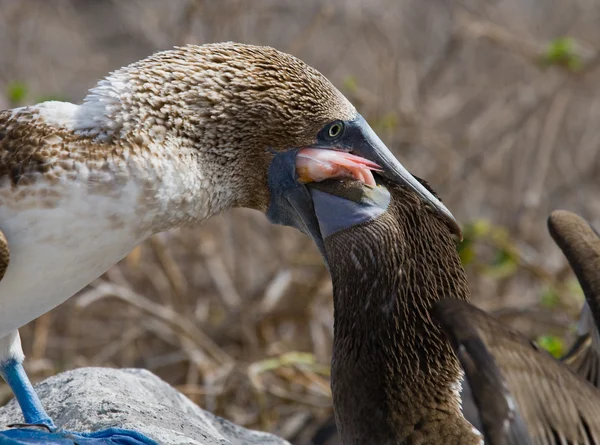 Rödfotad Booby (Sula sula)) — Stockfoto