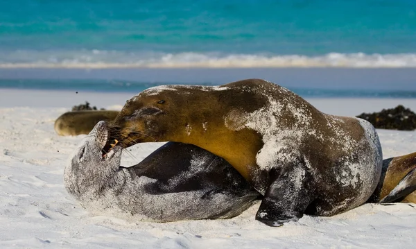 Leoni marini sulla spiaggia di sabbia — Foto Stock