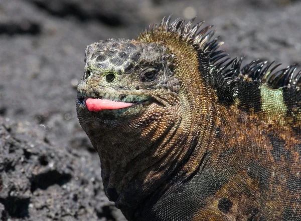 Marine Iguana (Amblyrhynchus cristatus) — Stock Photo, Image