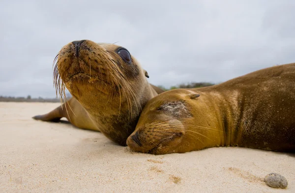 Sea lions on sand beach — Stock Photo, Image