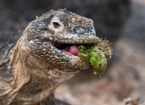 Marine Iguana (Amblyrhynchus cristatus) — Stock Photo, Image