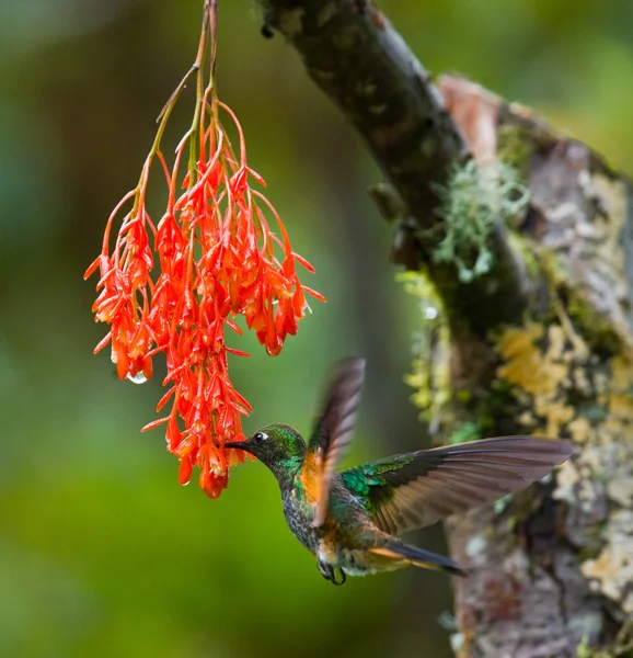 Colibrí con cuello inca — Foto de Stock