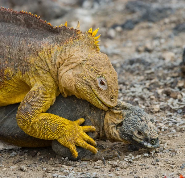 Landleguan auf Galapagos-Inseln — Stockfoto