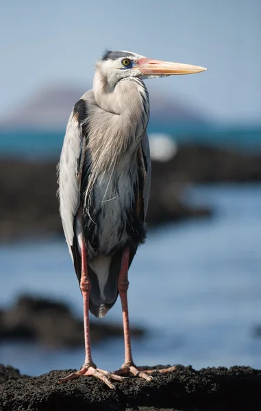 Brown Pelican  Galapagos Islands — Stock Photo, Image
