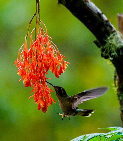 Hummingbird Collared Inca — Stock Photo, Image