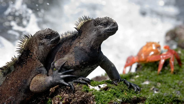 Deniz Iguanas (Amblyrhynchus cristatus)