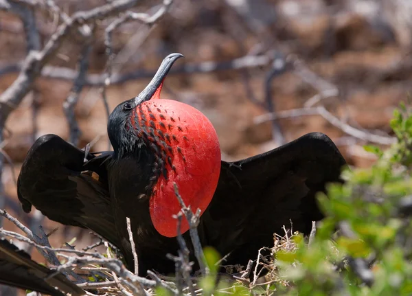 Frigate bird on a nest — Stock Photo, Image