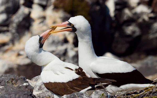 Those Nasca Boobies Birds — Stock Photo, Image