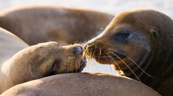 Leones marinos en la playa de arena — Foto de Stock