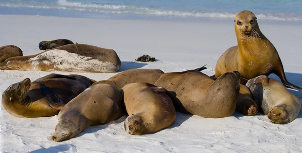 Zeeleeuwen op zand strand — Stockfoto