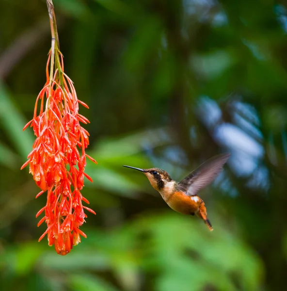 Colibrí con cuello inca — Foto de Stock