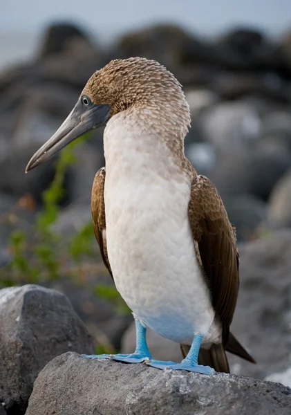 Kırmızı ayaklı Booby (Sula sula) — Stok fotoğraf