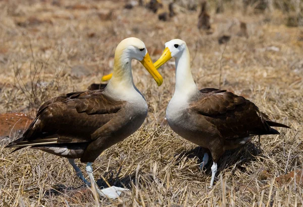 Zamával Albatros na Galapágy — Stock fotografie
