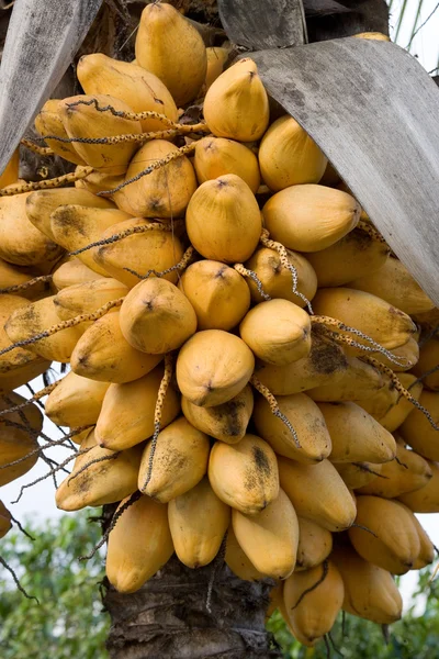 Kokosnötter i många hänger på coconut palm. Galapagosöarna. — Stockfoto