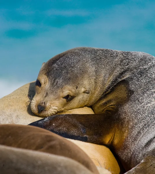 Sea lion on sand beach — Stock Photo, Image