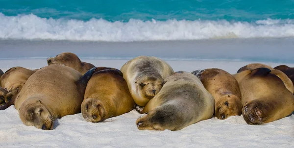 Seelöwen am Sandstrand — Stockfoto