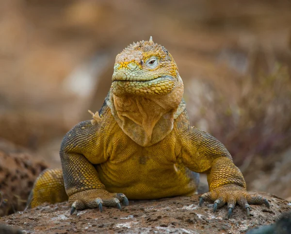 Retrato de uma iguana terrestre — Fotografia de Stock