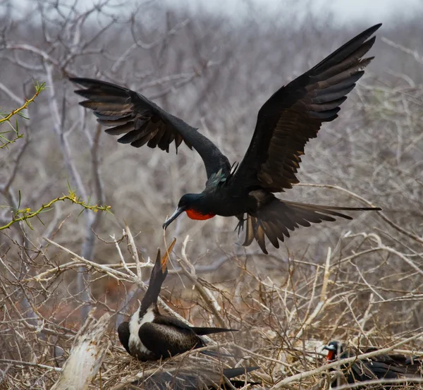 Pássaro fragata em um ninho — Fotografia de Stock