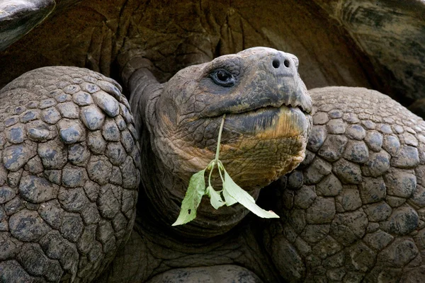 Galapagos dev kaplumbağası., — Stok fotoğraf