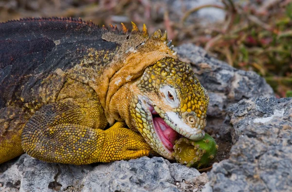 Terre Iguana sur les îles Galapagos — Photo