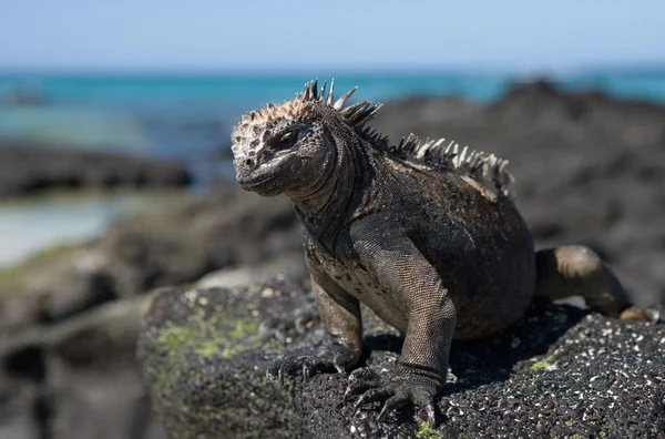 Mariene Iguana (Amblyrhynchus cristatus) — Stockfoto