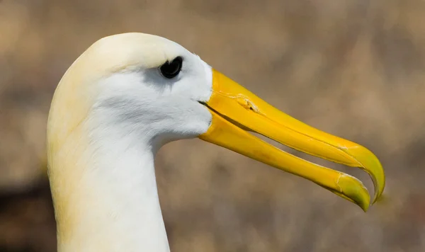 Zamával Albatros na Galapágy — Stock fotografie