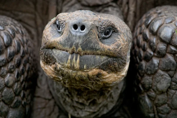 ガラパゴスの巨大亀, — ストック写真