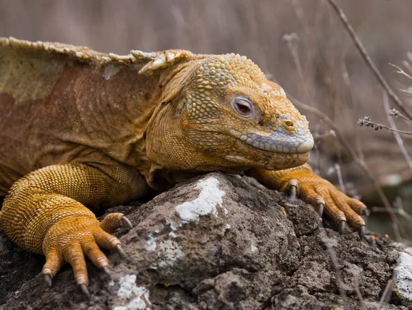 Retrato de uma iguana terrestre — Fotografia de Stock