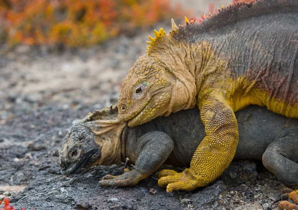 Iguana terrestre en las Islas Galápagos — Foto de Stock