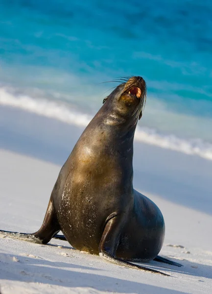 León marino en la playa de arena —  Fotos de Stock