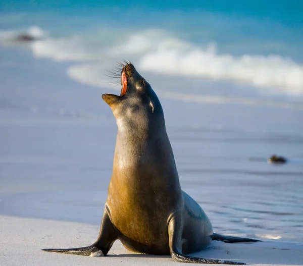 León marino en la playa de arena —  Fotos de Stock