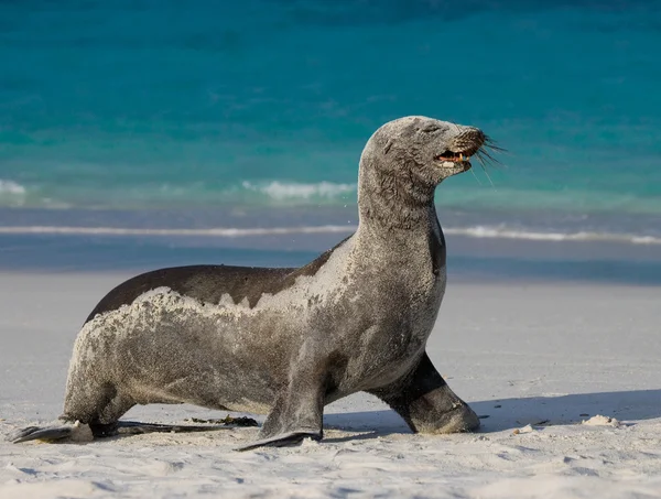 Seelöwe am Sandstrand — Stockfoto