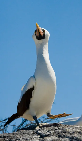 Those Nasca Boobies Birds — Stock Photo, Image