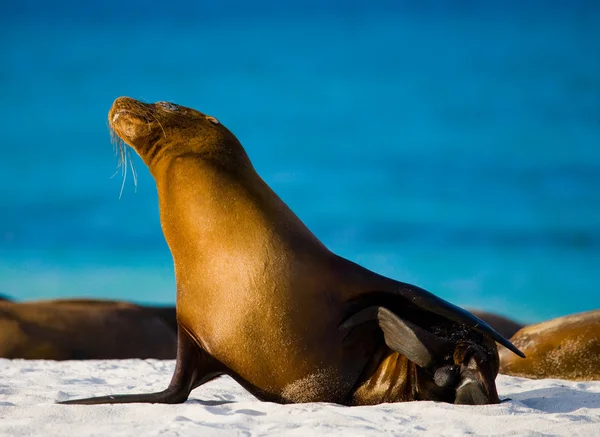 Sea lion på sandstrand — Stockfoto