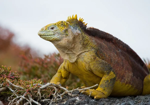 Iguana terrestre en las Islas Galápagos — Foto de Stock