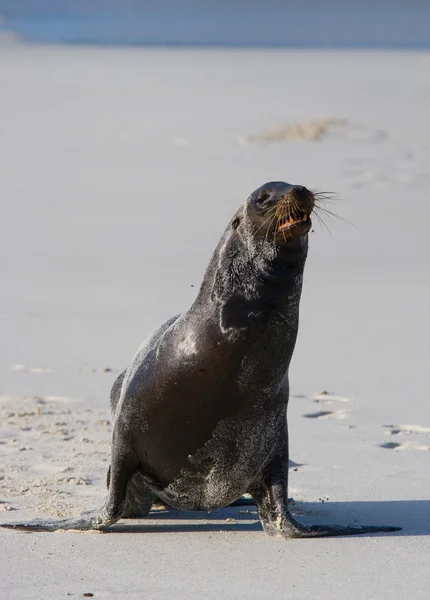 Sea lion op zand strand — Stockfoto