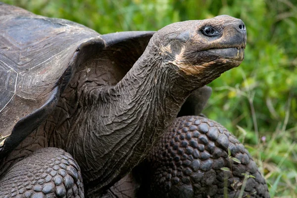 Galapagos giant tortoise, — Stock Photo, Image