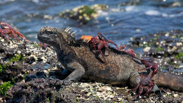 Meeresleguan (amblyrhynchus cristatus)) — Stockfoto