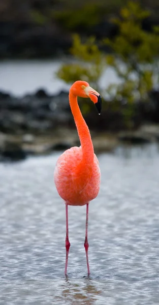 A portrait of a greater flamingo — Stock Photo, Image