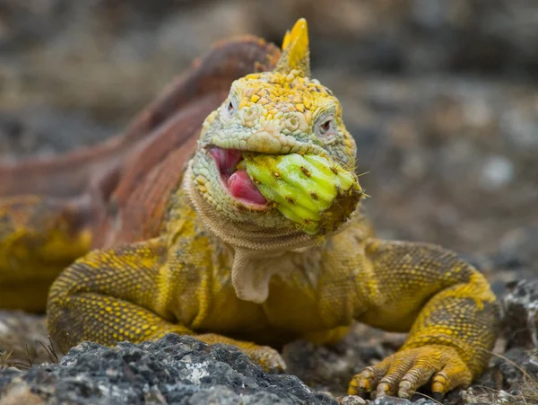 Föld Iguana a Galápagos-szigetek — Stock Fotó