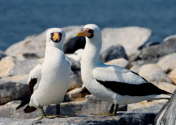 Those Nasca Boobies Birds — Stock Photo, Image