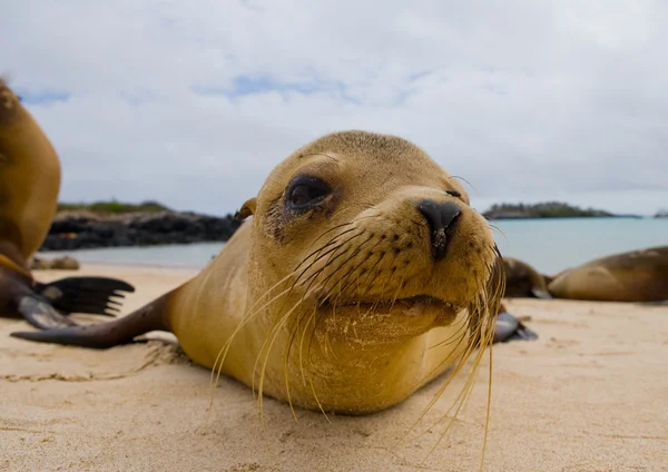 Sea lion op zand strand — Stockfoto