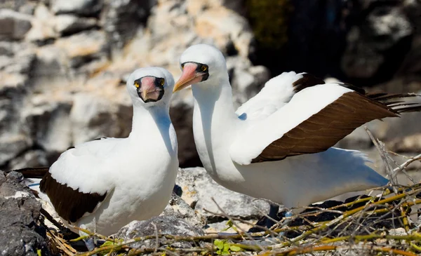 Those Nasca Boobies Birds — Stock Photo, Image