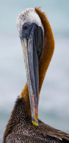 Bruna Pelikanen Galapagosöarna — Stockfoto