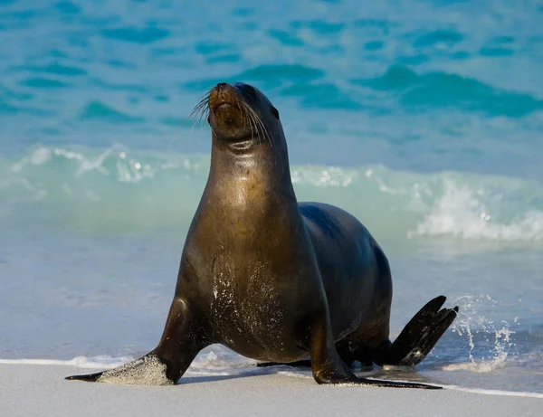 Sea lion on sand beach — Stock Photo, Image