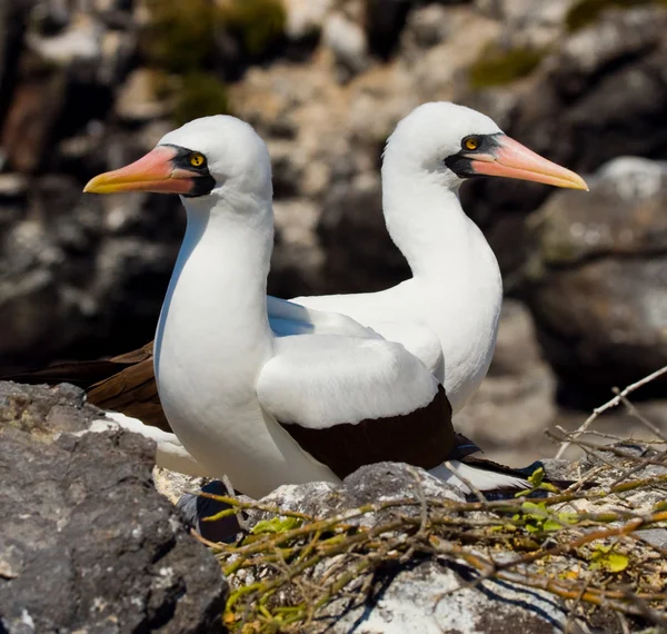 Those Nasca Boobies Birds — Stock Photo, Image